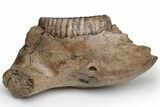 Woolly Mammoth Partial Mandible with M Molars - Germany #235236-5